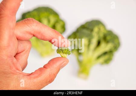 Finger mit einem kleinen Brokkolienkeim, Brassica oleracea var. italica. Stockfoto