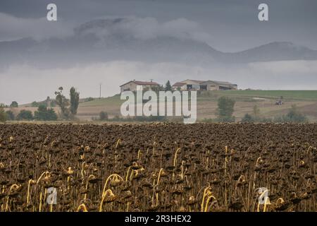 campo de girasoles secos, Arrizala, Alava, Euzkadi, Spanien. Stockfoto