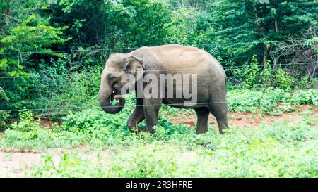 Ein wilder Elefant aus Sri lanka steht hoch in einem hochauflösenden Foto, das im Wald sri lankas aufgenommen wurde. Stockfoto