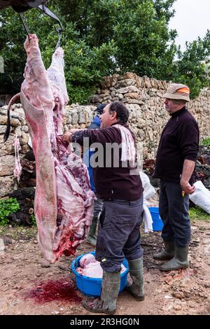 Traditionelle Schlachtung des mallorquinischen schwarzen Schweins, Mallorca, Balearen, Spanien. Stockfoto