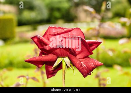 Regentropfen auf rote Rose Stockfoto