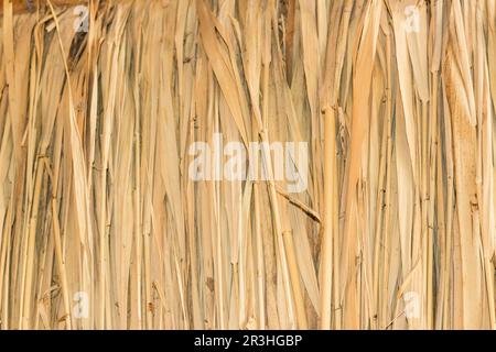 Marsh Plants Hütten Stockfoto