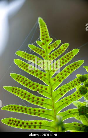 Polipodio (polypodium cambricum). Pas de sa Fesa. Bunyola. Mallorca Illes Balears. España. Stockfoto