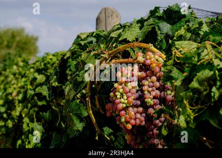 olivar Joven, Campos, Mallorca, balearen, spanien, europa. Stockfoto