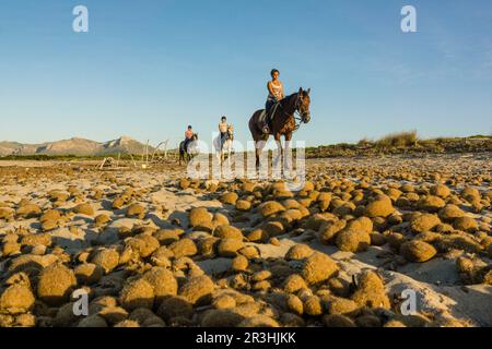 bolas de posidonia, playa de Es Dolç, dunas de Son Real, bahia de Alcudia, Santa Margarida, Mallorca, balearen, spanien, europa. Stockfoto