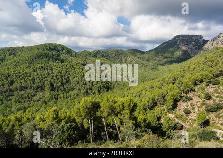 Pinar de Canet, Pinus halepensis, Moleta de Son Cabaspre, Esporles, Sierra de Tramuntana, Mallorca, Balearen, Spanien. Stockfoto