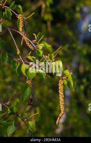 Nahaufnahme blühender gelber Katzenblüten auf einer Flussbirke betula nigra im Frühling, mit blauem Himmelshintergrund. Stockfoto