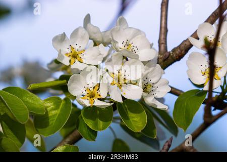 Birnenbaumblumen aus der Nähe. Weiße Blüten und Knospen des Obstbaums. Sonnenlicht fällt auf Birnenblumen. Im Morgengrauen sehen die Blumen der Bäume wunderschön aus Stockfoto