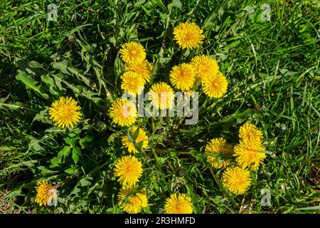 Dandelion Taraxacum officinale als Wandblume ist ein Pionierpflanze und Überlebenskünstler, der auch auf Schotterstraßen gedeihen kann. Wunderschöner Taraxacum-Fluss Stockfoto