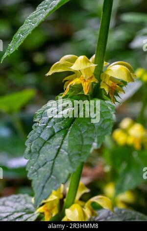 Gelbes Erzengel, Galeobdolon luteum oder Lamium galeobdolon, Einzelheiten der Blütenbildung. Stockfoto