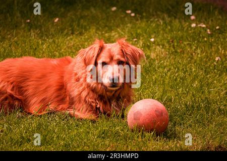 Ein verspielter Golden Retriever Corgi Mix mit seinem geliebten Ball Stockfoto