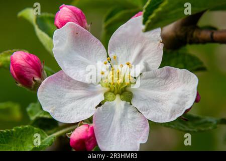 Blütenknospen, Blumen und grüne junge Blätter auf einem Apfelzweig. Nahaufnahme von rosa Knospen und Blüten eines Apfelbaums auf einem verschwommenen Bac Stockfoto