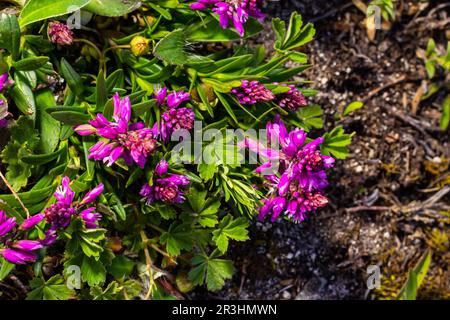 Polygala vulgaris, auch bekannt als gewöhnliches Milchkraut, ist eine mehrjährige krautige Pflanze der Familie der Polygalaceae. Polygala vulgaris subsp. Oxyptera, Polyga Stockfoto