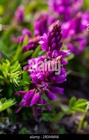 Polygala vulgaris, auch bekannt als gewöhnliches Milchkraut, ist eine mehrjährige krautige Pflanze der Familie der Polygalaceae. Polygala vulgaris subsp. Oxyptera, Polyga Stockfoto