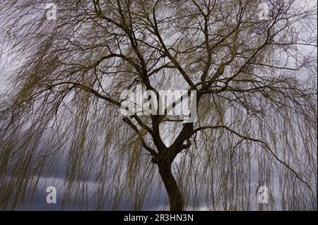 Weinweide (Salix babylonica) Stockfoto
