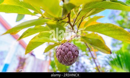 Der violette Vanillesauce (Annona squamosa Linn) trägt Früchte zwischen den Blättern und dem blauen Himmel. Stockfoto