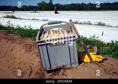 Frisch geernteter weißer Spargel wird als Nahaufnahme in einer grauen Erntekiste auf einem Spargelfeld angeboten, wobei der Ernte-Mensch auf einer Sonne steht Stockfoto
