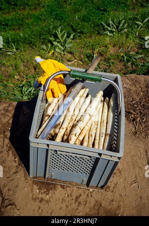 Frisch geernteter weißer Spargel, der an einem sonnigen Tag als Nahaufnahme in einer grauen Ernte-Box auf dem Feld angeboten wird Stockfoto