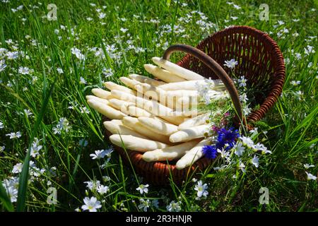 Frischer roher, weißer Spargel mit Kräutern und Gänseblümchen, serviert als Nahaufnahme in einem Korb im Freien auf einer grünen Wiese bei Sonnenlicht Stockfoto