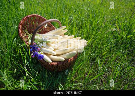 Frischer roher, weißer Spargel mit Kräutern und Blumen, serviert als Nahaufnahme in einem Korb im Freien auf einer grünen Wiese bei Sonnenlicht Stockfoto