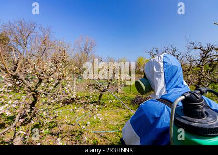 Nahaufnahme des Bauern von hinten im Schutzanzug mit Maske und Kanister auf seinem Rücken sprüht Obstbäume in Obstgärten mit langem Sprühgerät zum Schutz Stockfoto