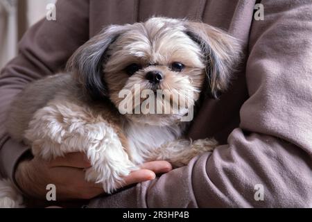 Foto einer kleinen Hunderasse, die in den Armen eines Mannes sitzt und in die Kamera schaut Stockfoto