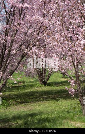 Foto von blühenden Zweigen im Park Stockfoto