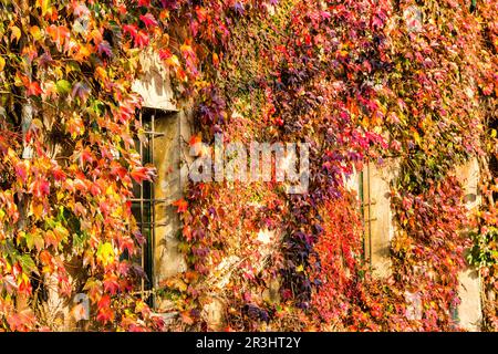 Japanischer Kriecher und alte Fenster Stockfoto