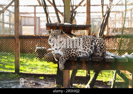 Wunderschöner persischer Leopard, der auf einer hölzernen Terrasse im Zoo liegt Stockfoto