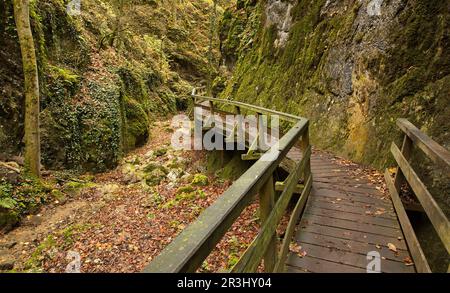 Wanderweg in Johannesbachklamm zwischen Würflach und Greith, Niederösterreich, Österreich, Europa, Mitteleuropa Stockfoto