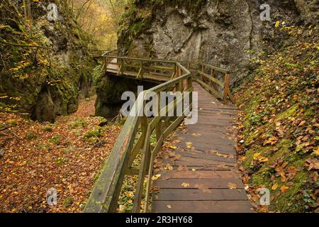 Wanderweg in Johannesbachklamm zwischen Würflach und Greith, Niederösterreich, Österreich, Europa, Mitteleuropa Stockfoto