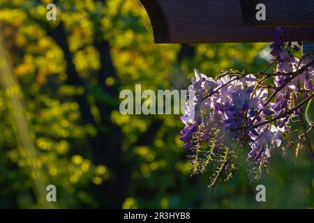 Wisteria sinensis hängt am Ast im Fokus. Hintergrundbild Frühlingsblumen. Stockfoto