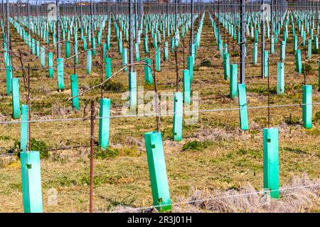 Neu gepflanzte Obstplantagen, die in Reihen angeordnet sind Stockfoto