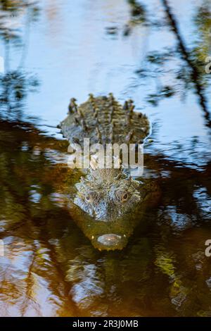 Crocodylus Acutus, Crocodile, Laguna Ventanilla, Oaxaca, Mexiko Stockfoto