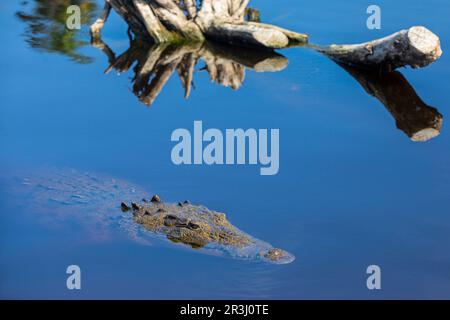 Crocodylus Acutus, Crocodile, Laguna Ventanilla, Oaxaca, Mexiko Stockfoto