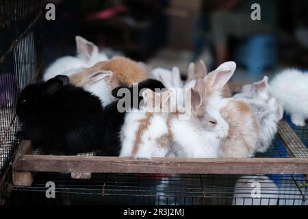 Eine Gruppe Kaninchen wurde auf einem blauen Käfig platziert. Weichfokussierung. Unscharfer Hintergrund. Stockfoto