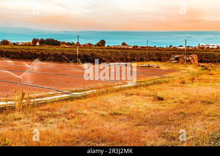 Bewässerung landwirtschaftlicher Felder mit Sprinklern Stockfoto