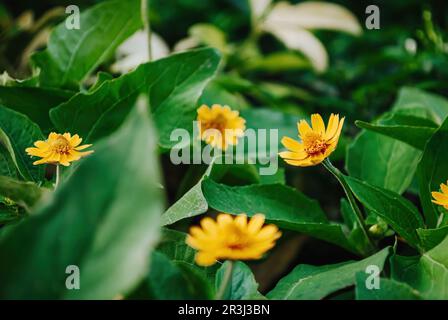 Butter Daisy oder Melampodium Paludosum oder Gold Medallion Blume oder Star Daisy „Showstar“ mit Bokeh oder verschwommenem Hintergrund Stockfoto