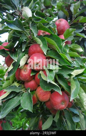Die Reifen Äpfel auf dem Baum Stockfoto