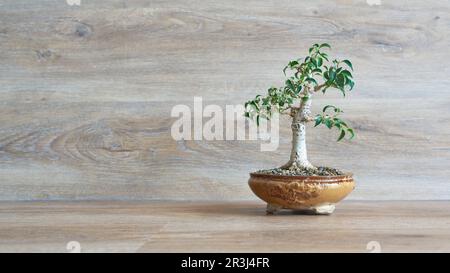 Weinende Feige, Ficus benjamina als Bonsai vor einem Holzhintergrund mit Kopierbereich auf der linken Seite Stockfoto