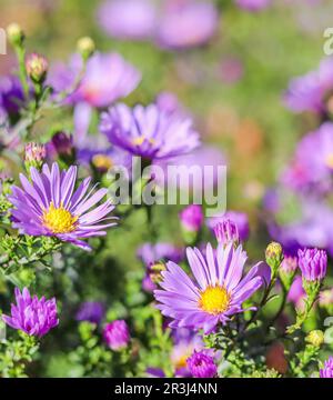 Wunderschöne lila Blumen Aster im Herbstgarten Stockfoto