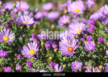 Wunderschöne lila Blumen Aster im Herbstgarten Stockfoto