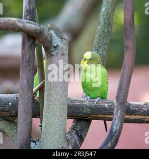 Wildform des Wellensittichs, Melopsittacus undulatus, mit grüner Färbung in Australien Stockfoto