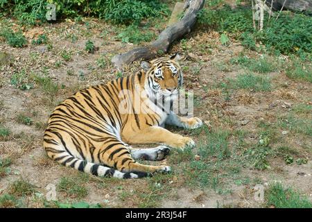 Sibirischer Tiger, Panthera tigris altaica, liegt im Gras und ruht Stockfoto