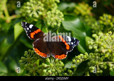 Admiral Ende September auf Efeu-Blütenstand Stockfoto