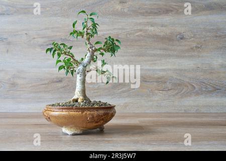 Weinende Feige, Ficus benjamina als Bonsai vor einem Holzhintergrund Stockfoto