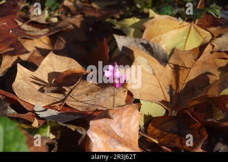 Cyclamen hederifolium, Elfenbein-wildes persisches Violett Stockfoto