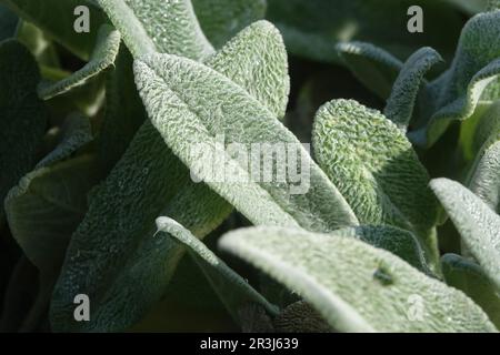 Stachys lanata, lambs ear Stockfoto