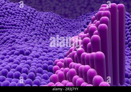 Sehnenstruktur im menschlichen Körper - 3D-Darstellung der Nahaufnahme Stockfoto