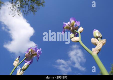 Lila deutsche Bartiris, Iris germanica, vor einem blauen Himmel mit weißen Wolken, in einem Garten, Szigethalom, Ungarn Stockfoto